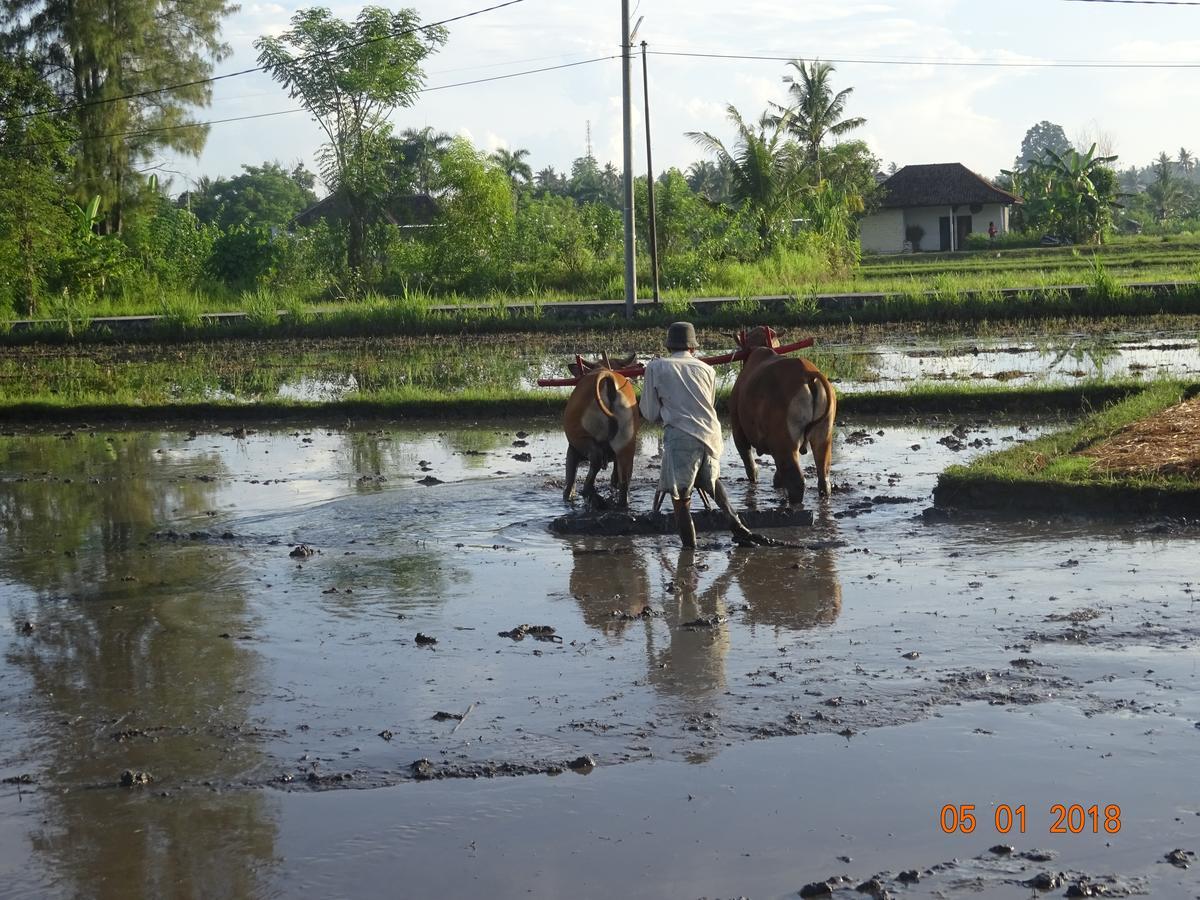 Villa Murni โลวินา ภายนอก รูปภาพ