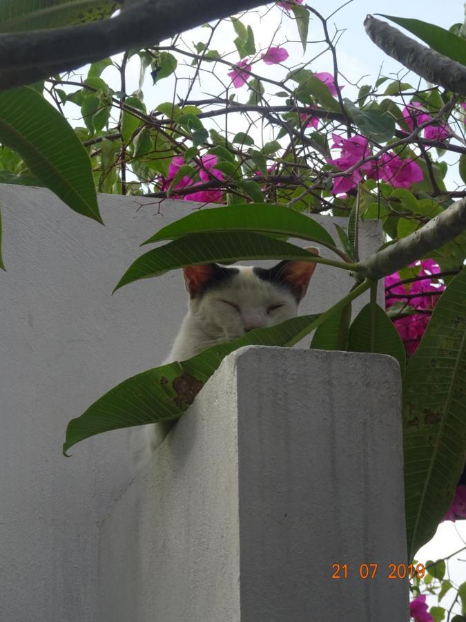 Villa Murni โลวินา ภายนอก รูปภาพ